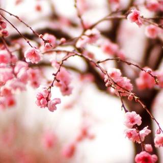 iPhone spring wallpaper