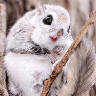 Flying squirrel wallpaper