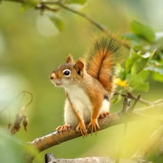 Flying squirrel wallpaper