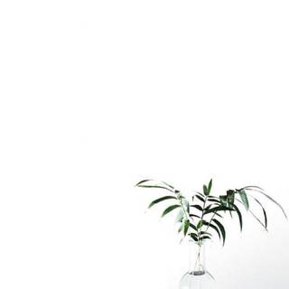 House plant wallpaper