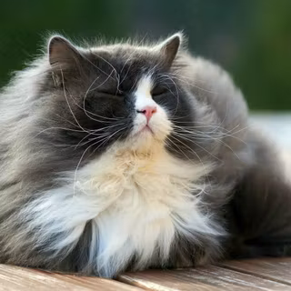 Fluffy kittens wallpaper