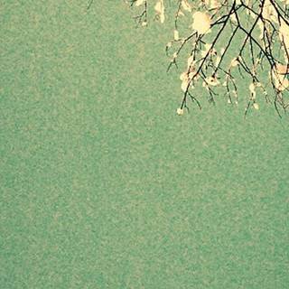 Phone green colour wallpaper