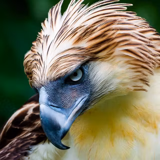 Philippine eagle wallpaper