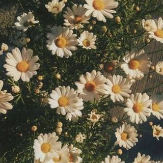 Daisy aesthetic wallpaper