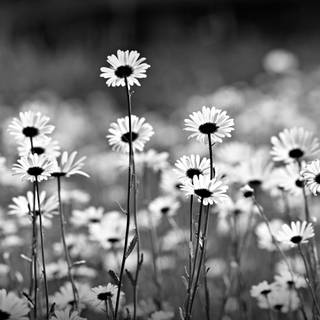 Daisy aesthetic wallpaper