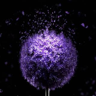 4k phone amoled wallpaper