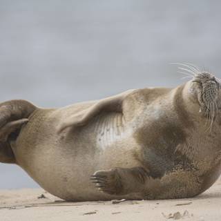Seals on the beach wallpaper