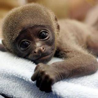 Cool monkey wallpaper