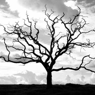 Dead tree wallpaper