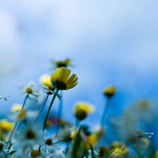 Spring Macbook wallpaper