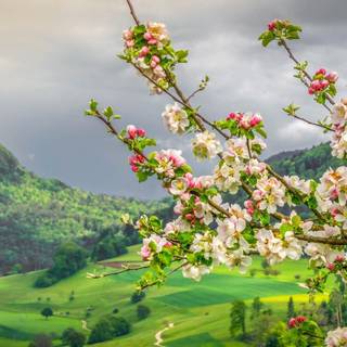 Spring country wallpaper