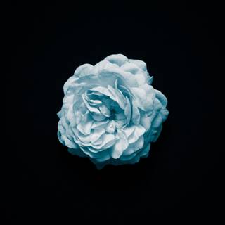 Oled flower wallpaper