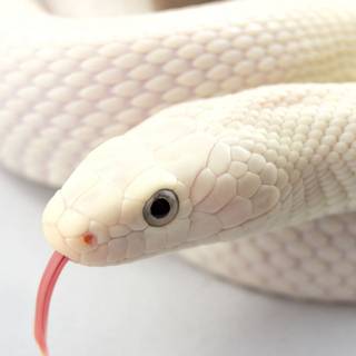 Albino snakes wallpaper