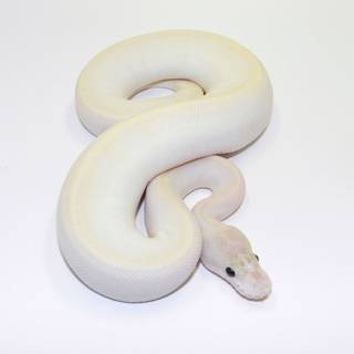 Albino snakes wallpaper