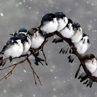 Gray winter birds wallpaper