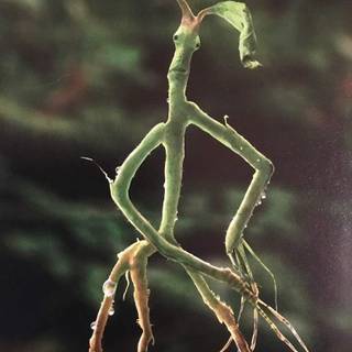 Bowtruckle wallpaper