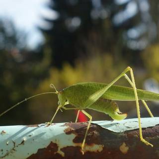 Katydid wallpaper