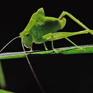 Katydid wallpaper