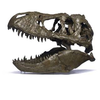 Paleontology wallpaper