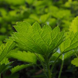 Naturopathy wallpaper