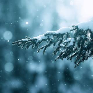 Branch winter wallpaper