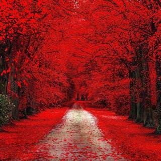 Desktop red trees dark wallpaper