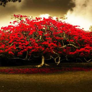 Desktop red trees dark wallpaper