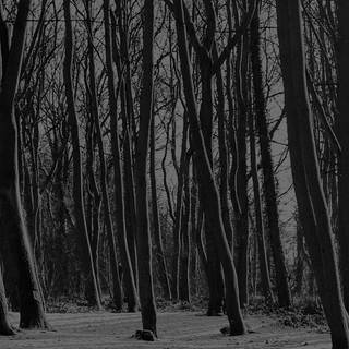 Dark forest aesthetic wallpaper