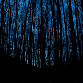 Dark forest aesthetic wallpaper