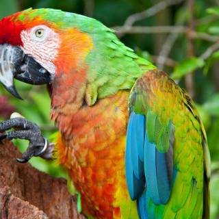 Scarlet macaw wallpaper