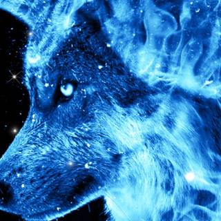 Ice and fire wolf wallpaper