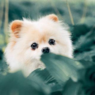 Puppy aesthetic wallpaper