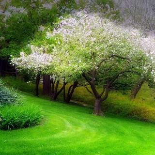 Nature spring blossom wallpaper