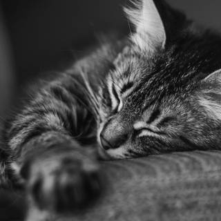 Cat on computer wallpaper