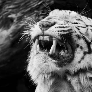 Black and white tiger computer wallpaper