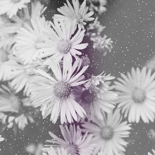 Demisexual wallpaper