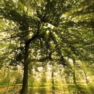 Sunlight in forest wallpaper