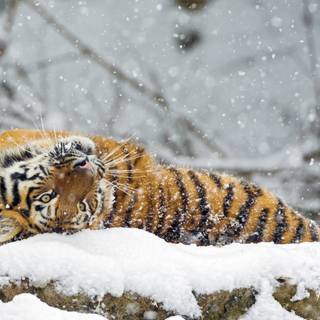 Cute winter animals wallpaper
