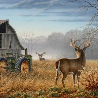 Buck deer wallpaper