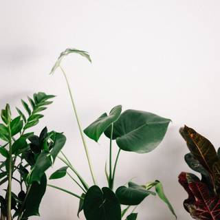 Houseplants wallpaper