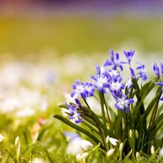 Lovely spring wallpaper