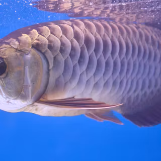 Arowana fish wallpaper