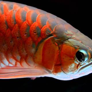 Arowana fish wallpaper