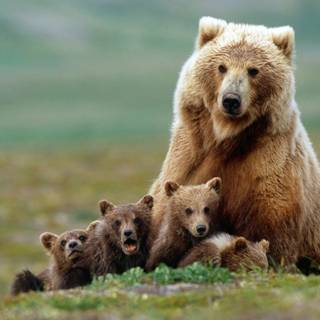 Cute bear baby desktop HD wallpaper