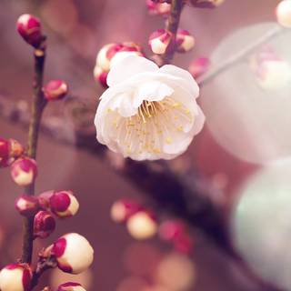 Spring iPhone 8 Plus wallpaper