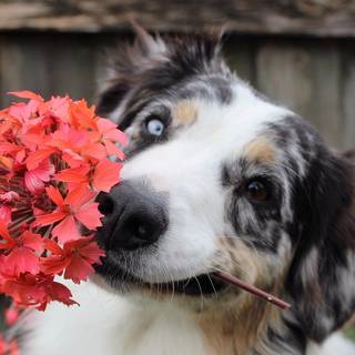 Dogs with flowers wallpaper