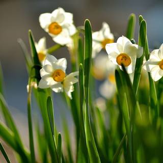 Daffodils spring wallpaper