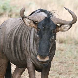 Wildebeest wallpaper