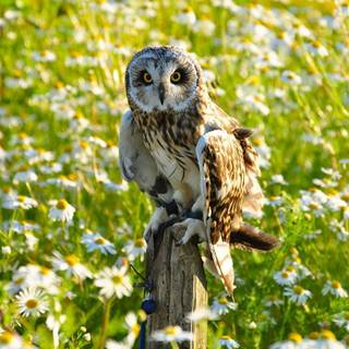 Spring owls wallpaper