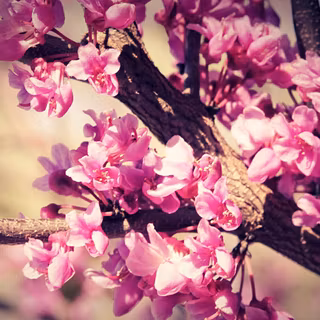 Pretty spring flowers wallpaper
